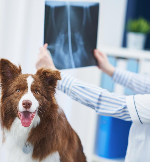 a dog looking at an x-ray