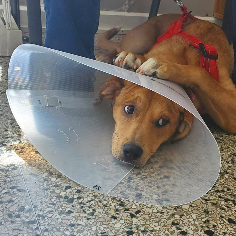 a dog wear a cone