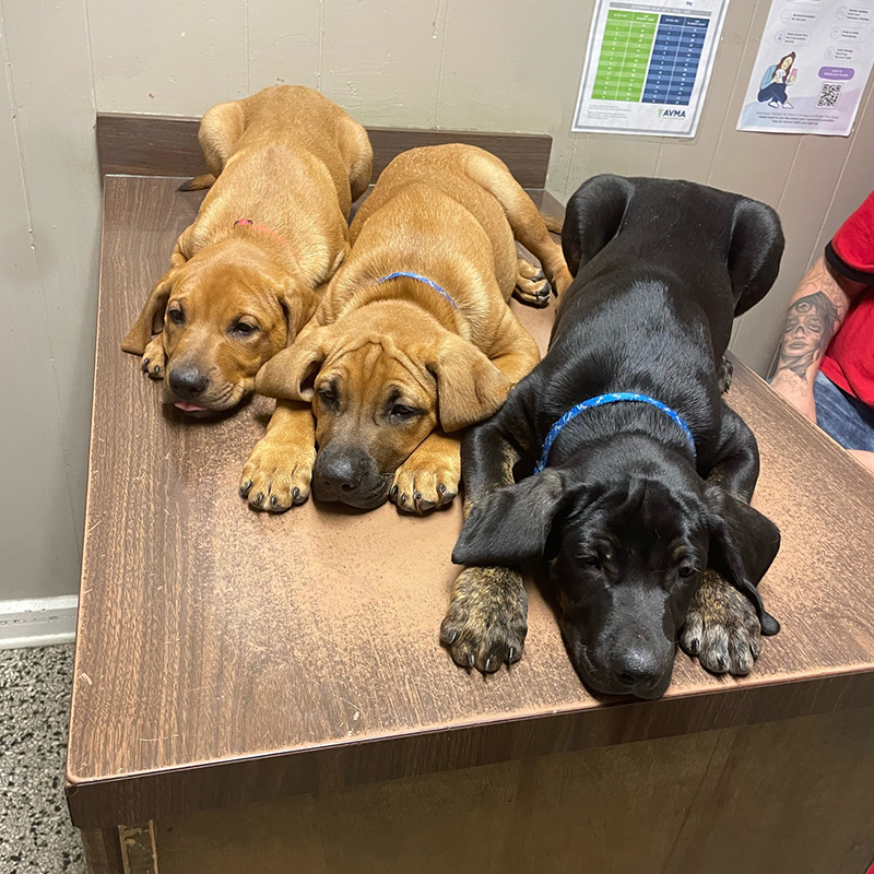 a group of dogs lying on a table