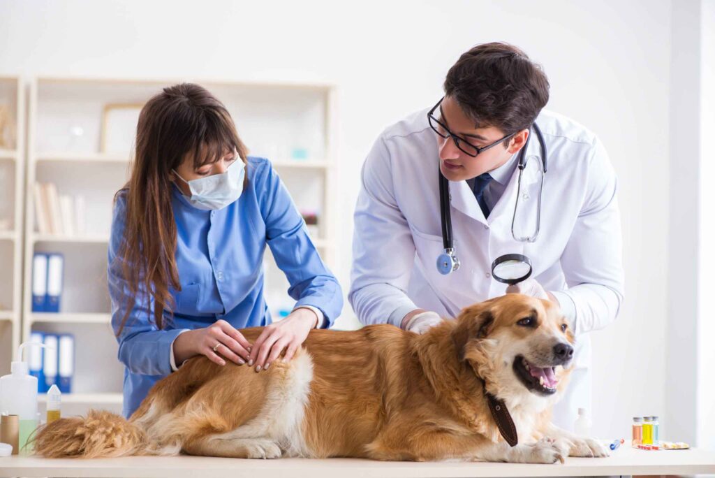 Maryville, TN Veterinary Services | Blount Veterinary Clinic