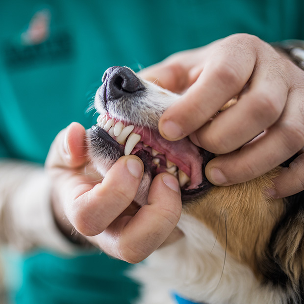 a person holding a dog's teeth