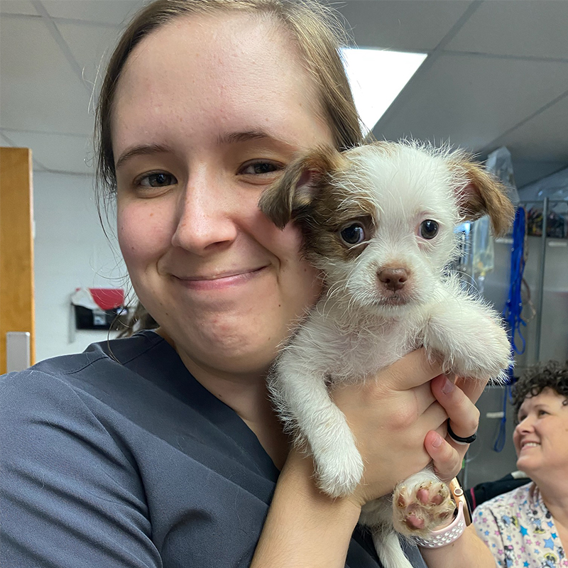 a veterinarian holding a white and brown puppy