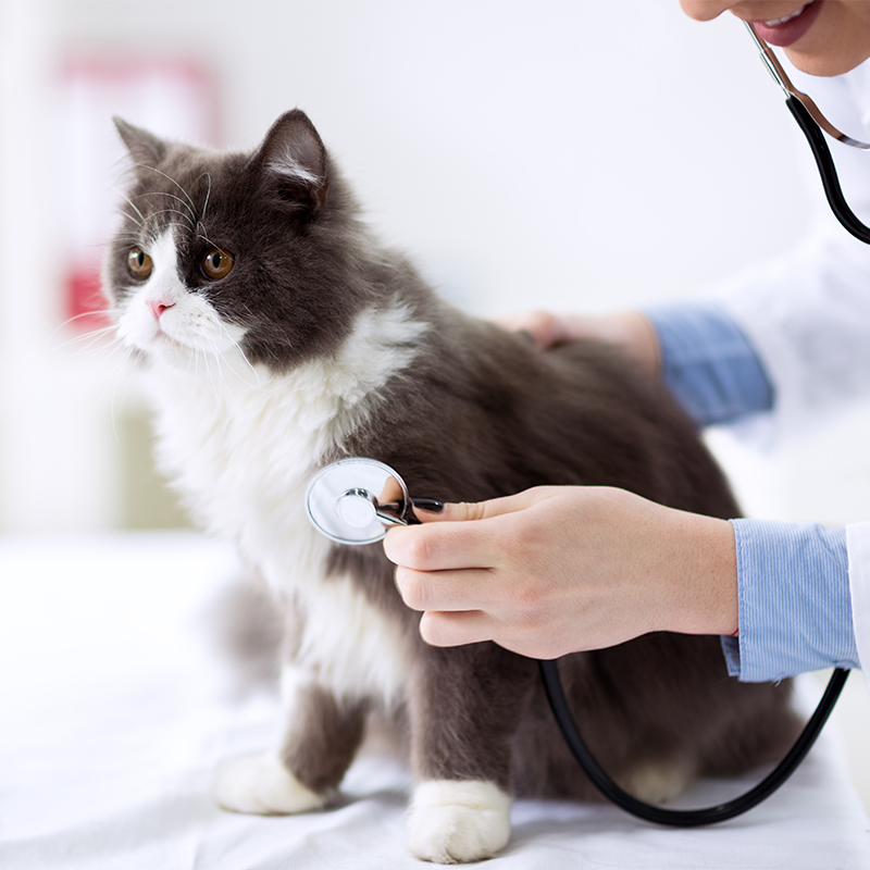 a person using a stethoscope to check a cat