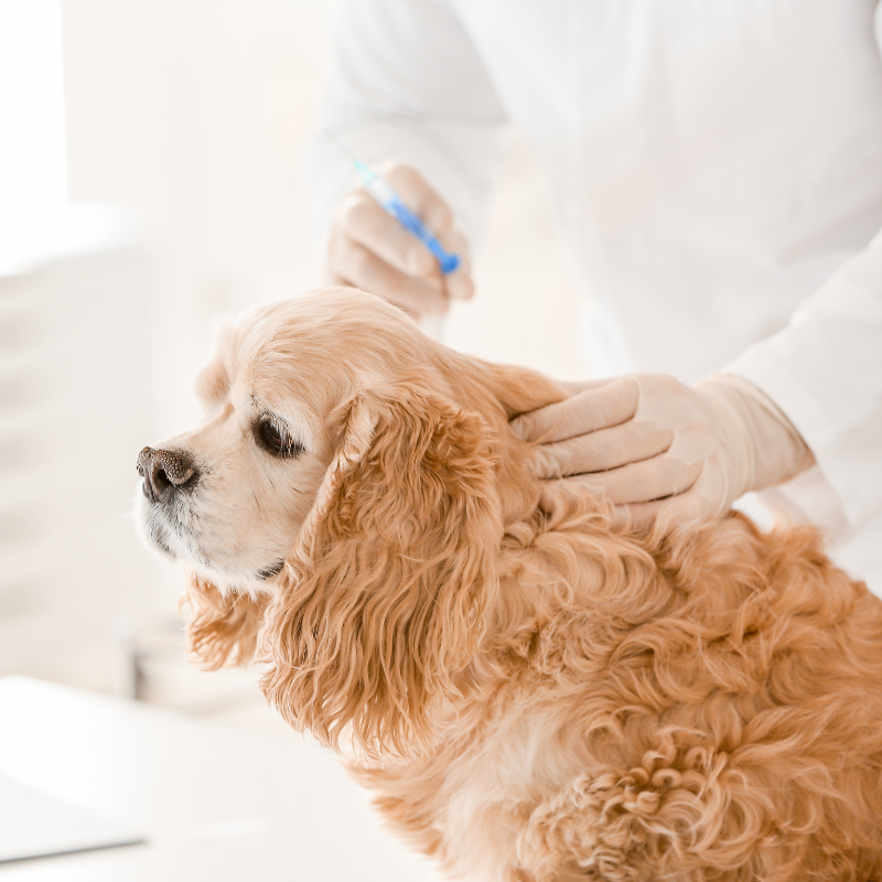 cream colored dog getting vaccinated