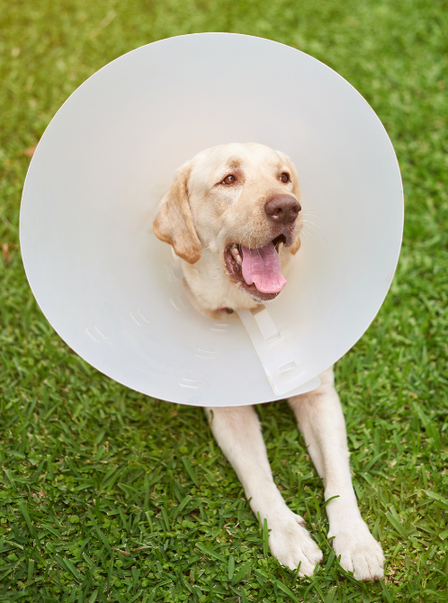 dog laying in grass wearing a cone