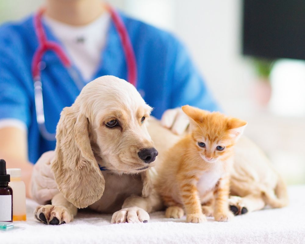 payment plans two dogs